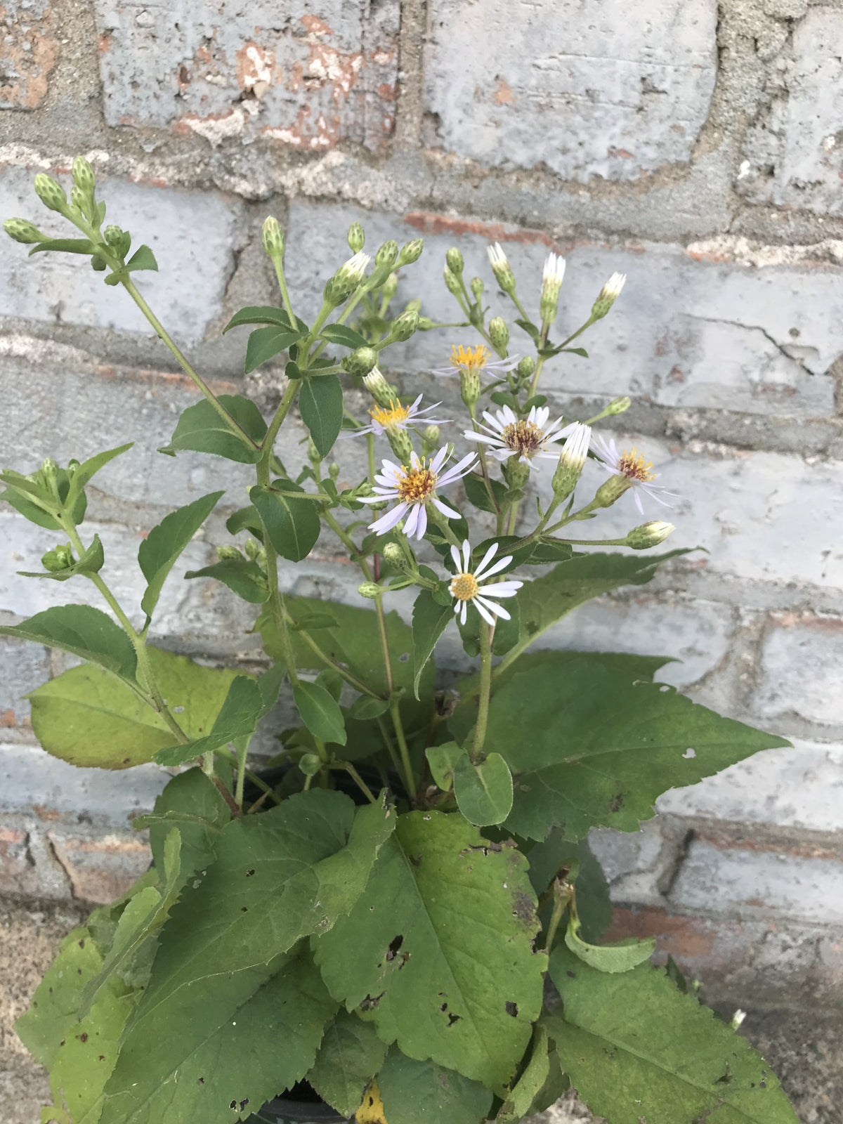 Eurybia macrophylla- Big-leaved Aster - Red Stem Native Landscapes