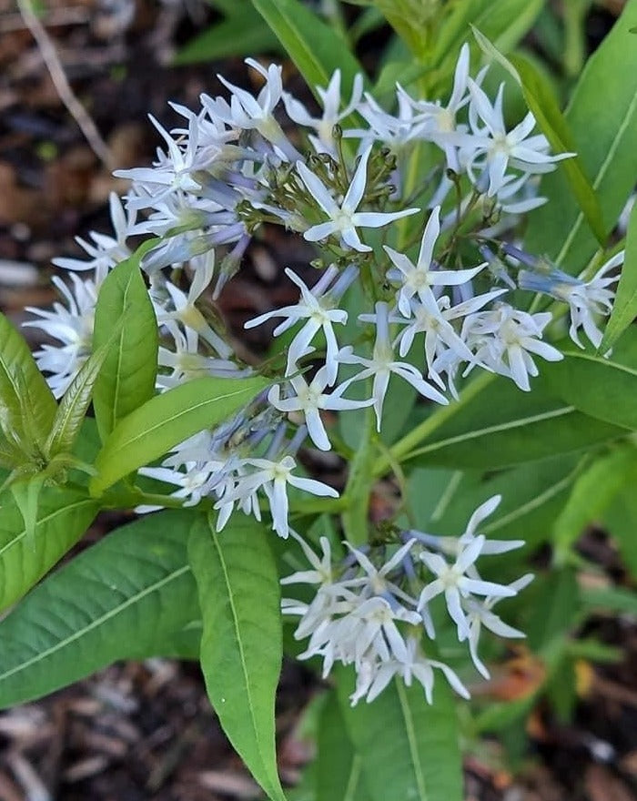 Amsonia tabernaemontana- Eastern Bluestar - Red Stem Native Landscapes