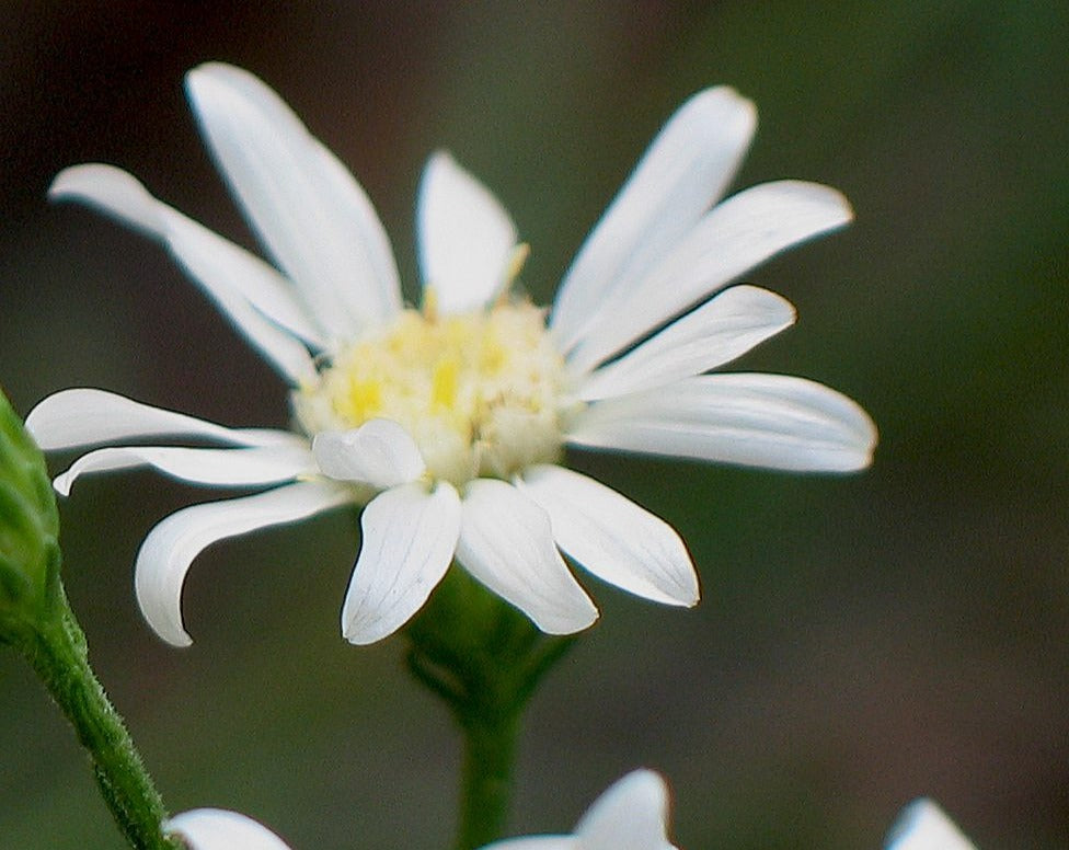 Oligoneuron album-Upland White Aster - Red Stem Native Landscapes