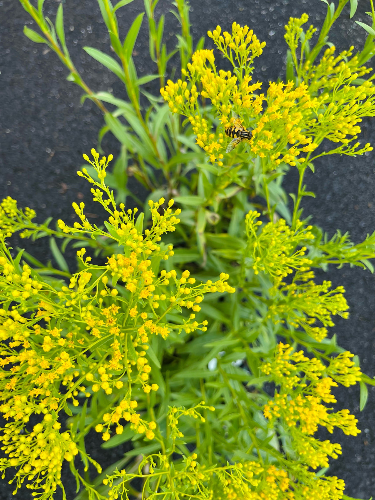 Oligoneuron ohioense-Ohio Goldenrod - Red Stem Native Landscapes