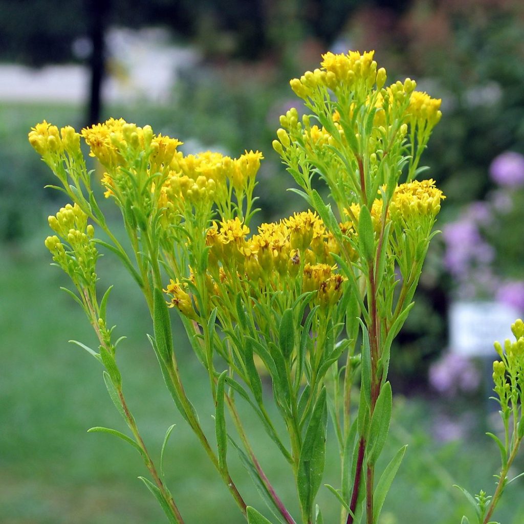 Oligoneuron ohioense-Ohio Goldenrod - Red Stem Native Landscapes