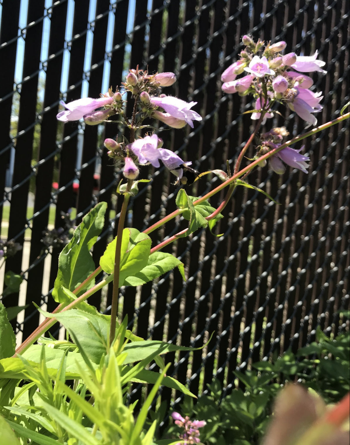 Penstemon calycosus-Calico Beardtongue - Red Stem Native Landscapes