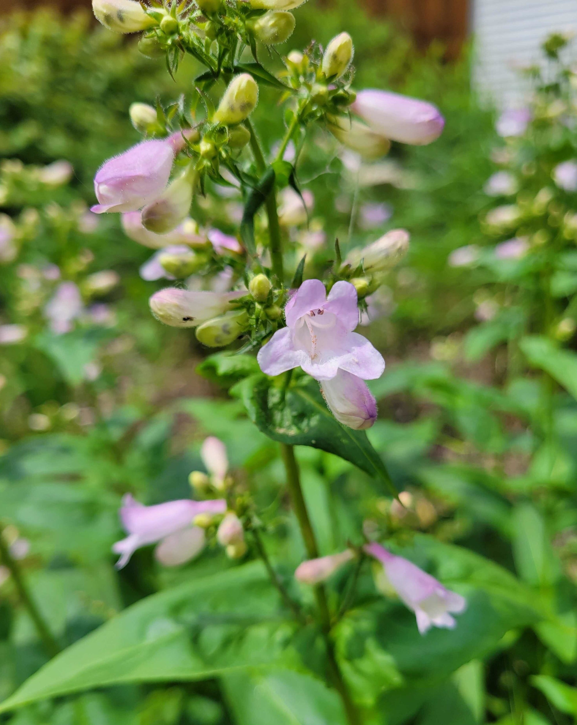 Penstemon calycosus-Calico Beardtongue - Red Stem Native Landscapes