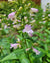 Penstemon calycosus-Calico Beardtongue - Red Stem Native Landscapes