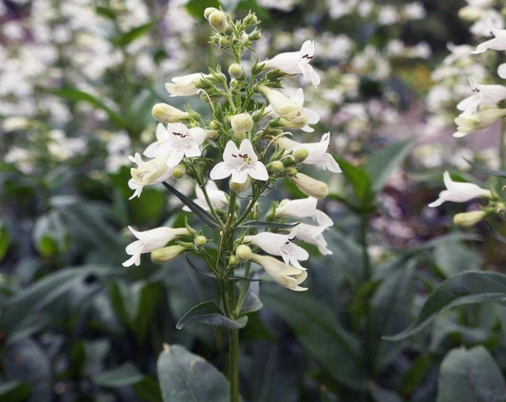 Penstemon digitalis- Foxglove Beardtongue - Red Stem Native Landscapes