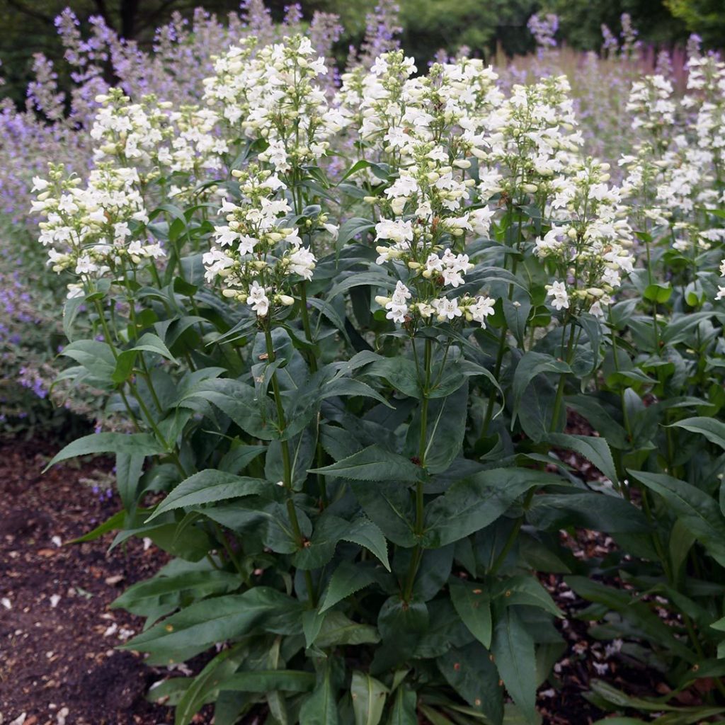 Penstemon digitalis- Foxglove Beardtongue - Red Stem Native Landscapes