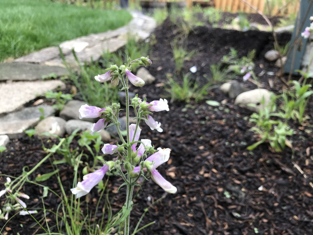 Penstemon hirsutus-Hairy Beardtongue - Red Stem Native Landscapes