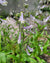 Penstemon hirsutus-Hairy Beardtongue - Red Stem Native Landscapes