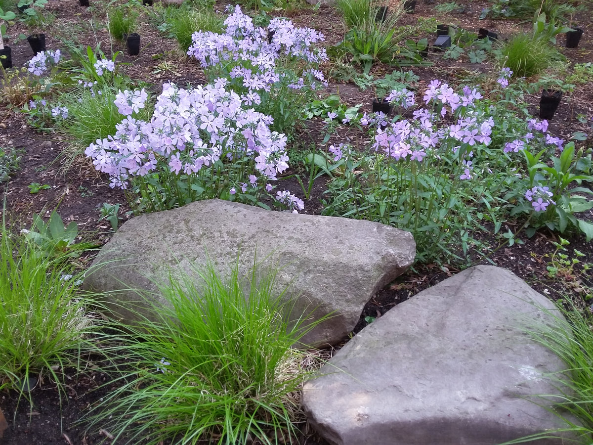 Phlox divaricata-Wild Blue Phlox - Red Stem Native Landscapes