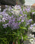 Phlox divaricata-Wild Blue Phlox - Red Stem Native Landscapes