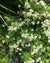 Pycnanthemum tenuifolium-Slender Mountain Mint - Red Stem Native Landscapes