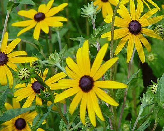 Rudbeckia hirta- Black-eyed Susan - Red Stem Native Landscapes