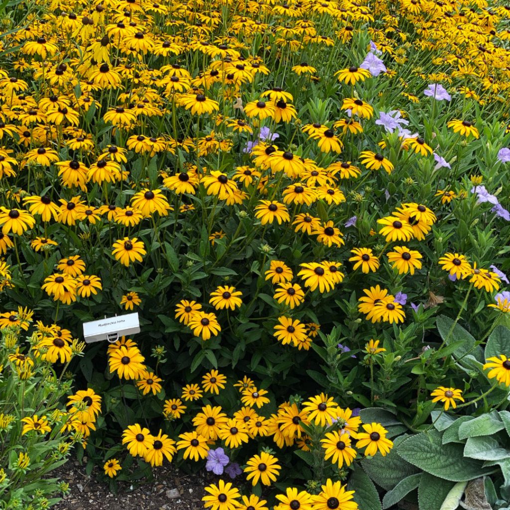 Rudbeckia hirta- Black-eyed Susan - Red Stem Native Landscapes