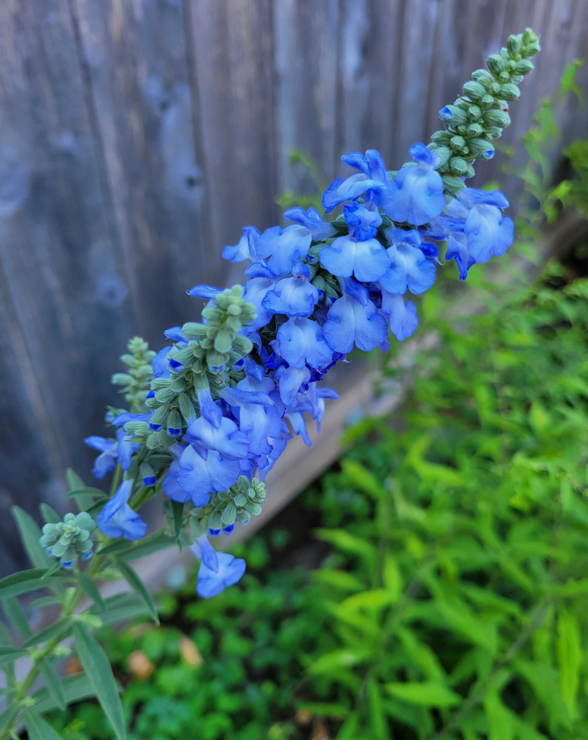 Salvia azurea- Blue Sage - Red Stem Native Landscapes