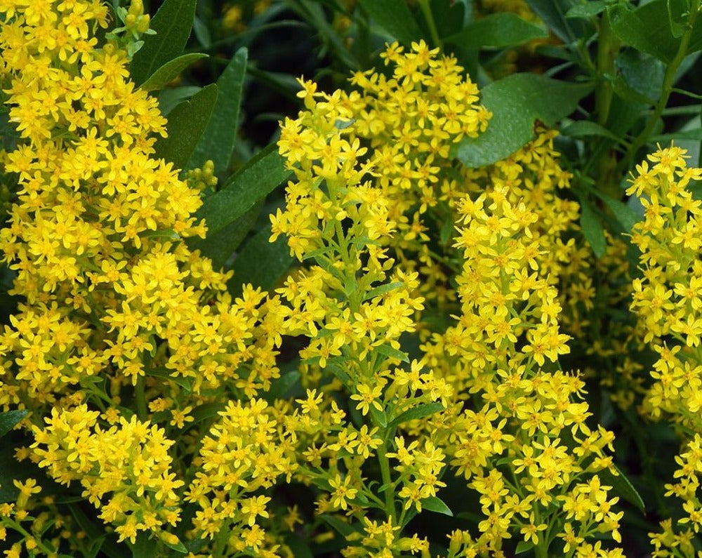 Solidago speciosa-Showy Goldenrod - Red Stem Native Landscapes