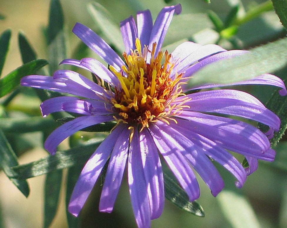 Symphyotrichum oblongifolium-Aromatic Aster - Red Stem Native Landscapes