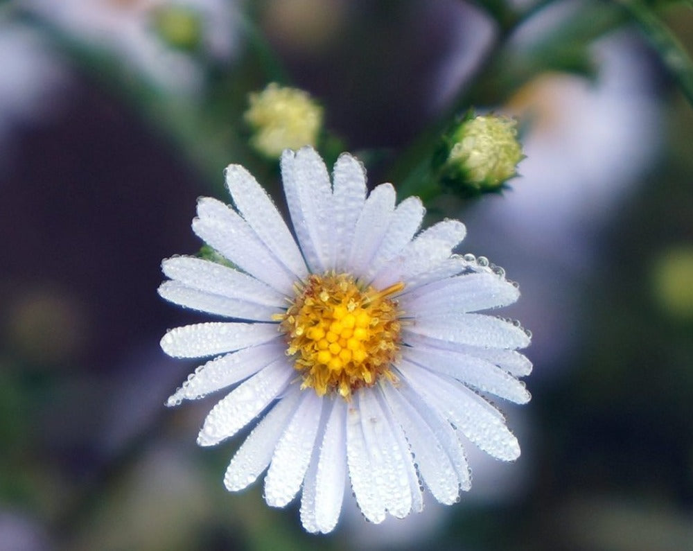 Symphyotrichum oolentangiense- Sky Blue Aster - Red Stem Native Landscapes