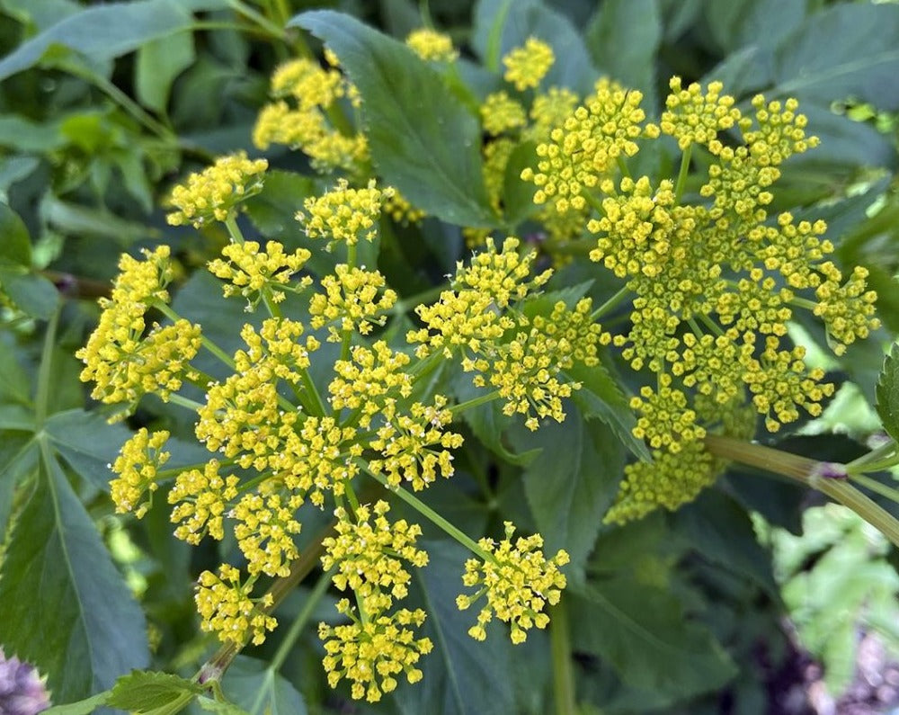 Zizia aurea-Golden Alexanders - Red Stem Native Landscapes